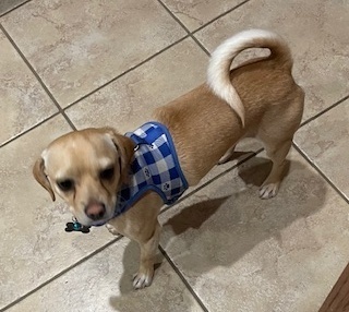 Chihuahua Mix - Arlo thumbnail 3