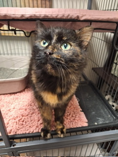 Monopoly, Adult Female unknown