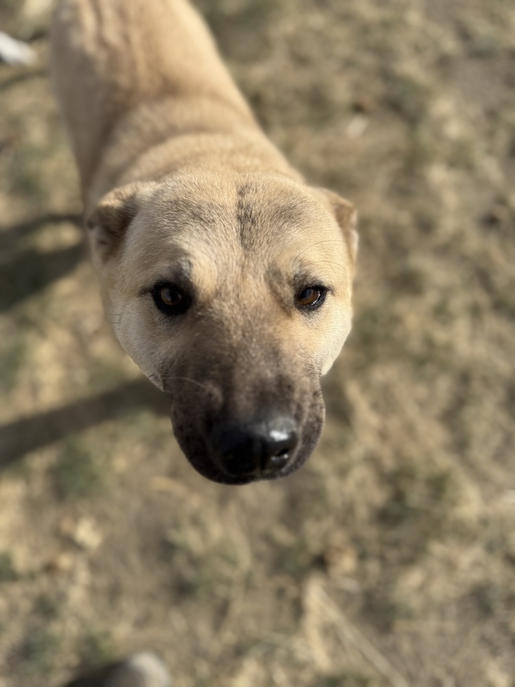 Chloe, an adoptable Akita in Dodson, MT, 59524 | Photo Image 1