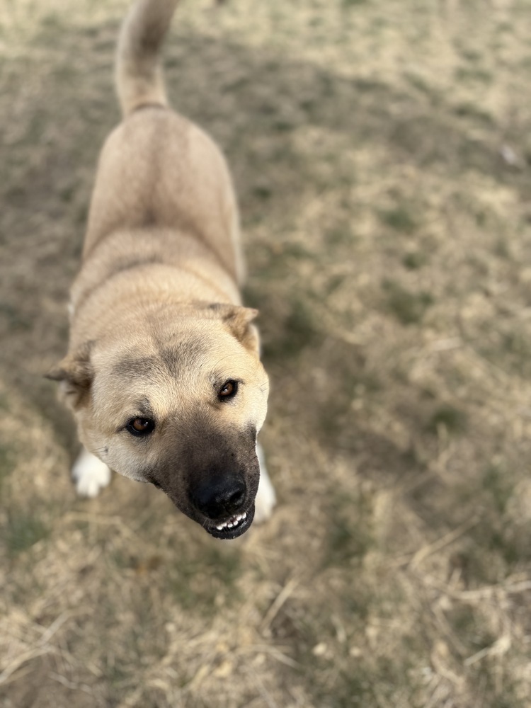 Chloe, an adoptable Akita in Dodson, MT, 59524 | Photo Image 2