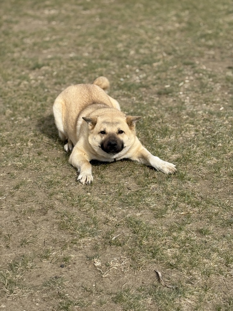 Chloe, an adoptable Akita in Dodson, MT, 59524 | Photo Image 3