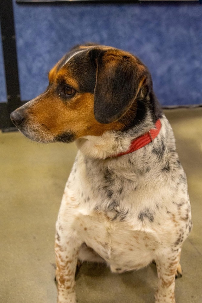 Otis