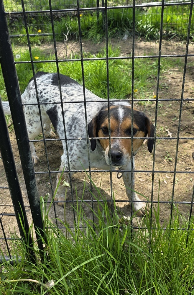 Otis