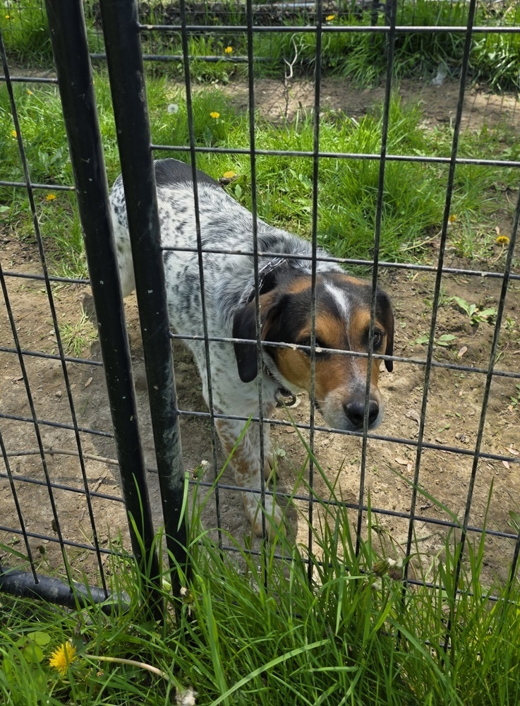 Otis