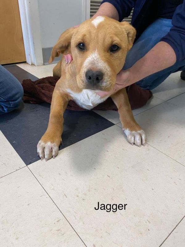 Jagger thumbnail 5