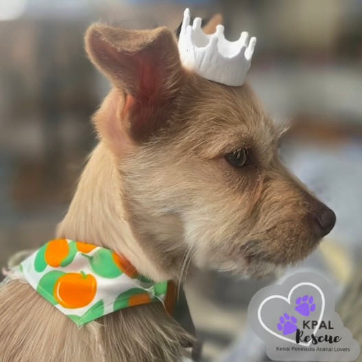 Rabbit - 100 Acre Woods Litter, an adoptable Chihuahua, Dachshund in Kenai, AK, 99611 | Photo Image 1
