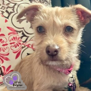 Rabbit - 100 Acre Woods Litter, an adoptable Chihuahua, Dachshund in Kenai, AK, 99611 | Photo Image 2