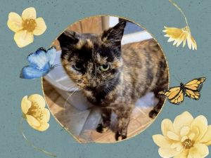 Cassy, Adult Female Domestic Short Hair