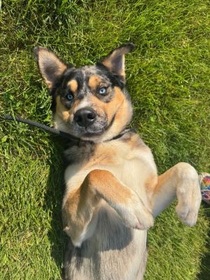 Capone, Adult Male Mixed Breed