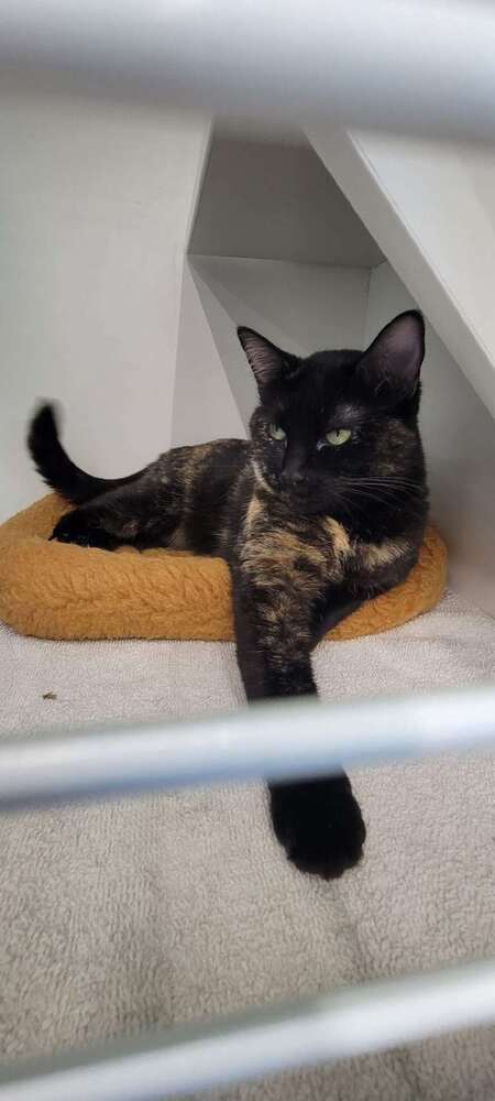 shadow, an adoptable Domestic Short Hair in Bend, OR, 97701 | Photo Image 2