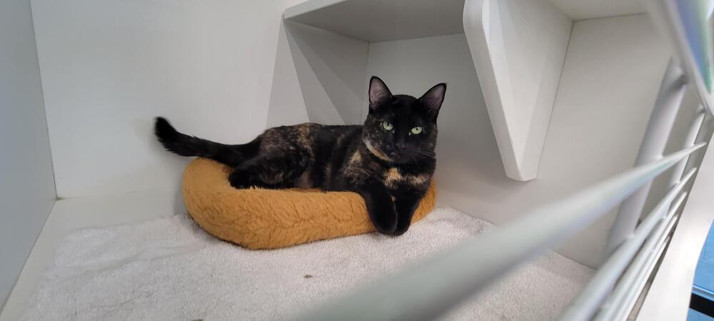 shadow, an adoptable Domestic Short Hair in Bend, OR, 97701 | Photo Image 3