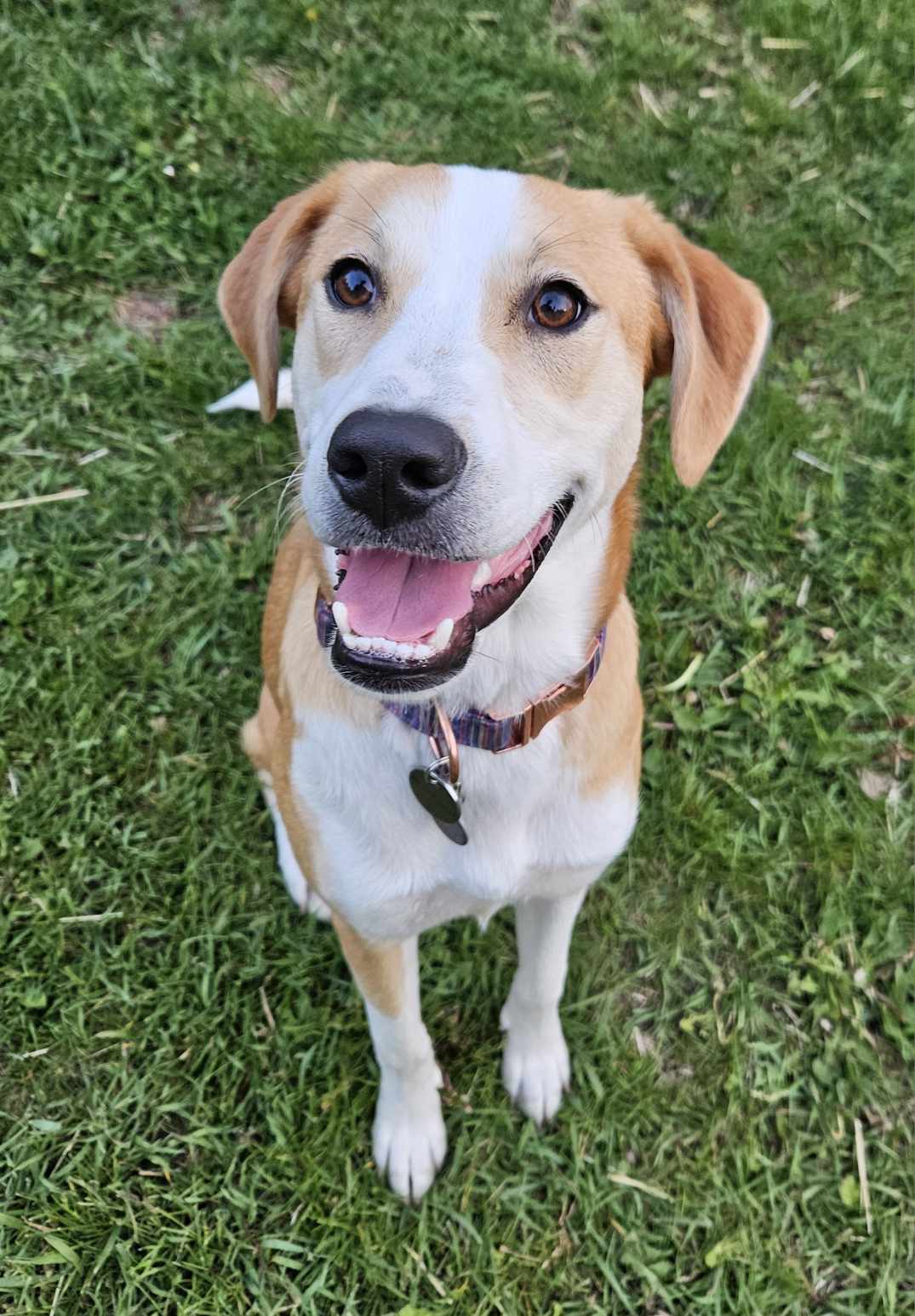 Piper