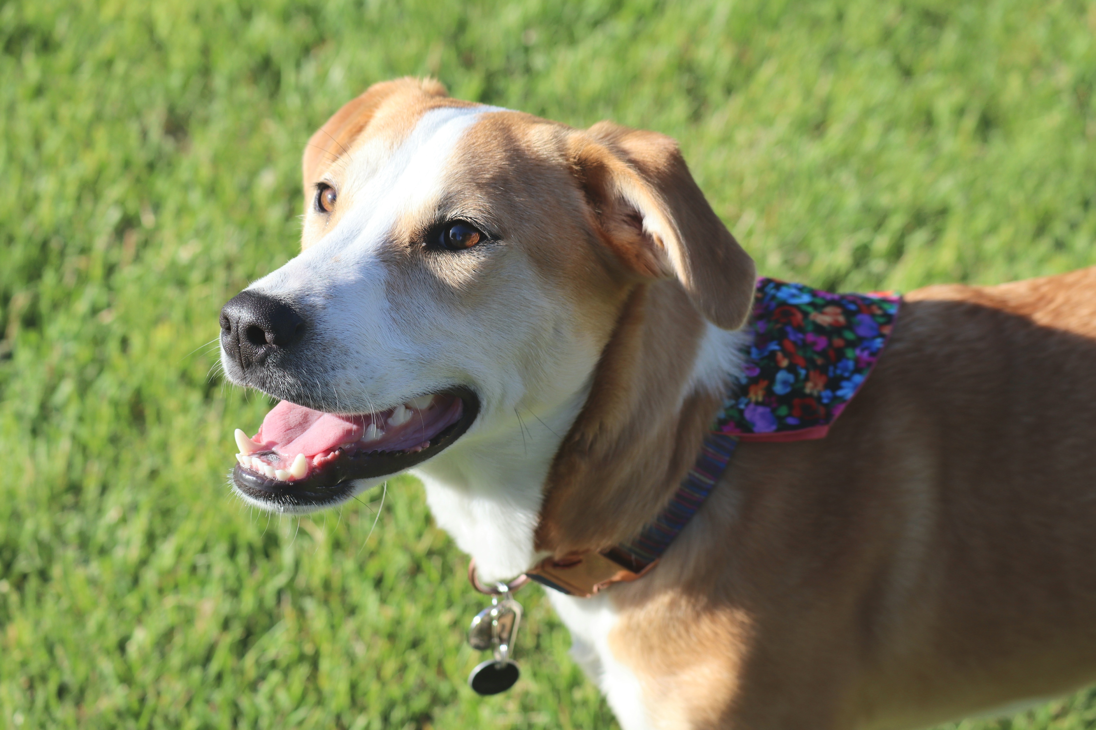 Piper