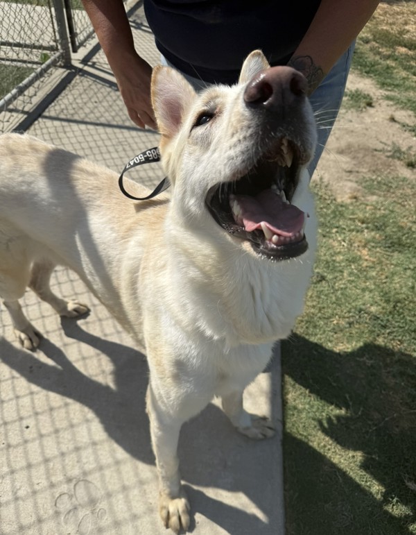 Bolt