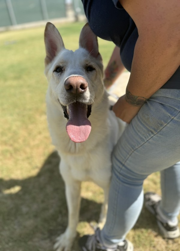 Bolt