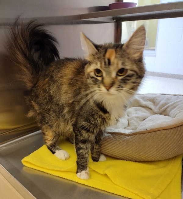 Mavis, an adoptable Domestic Medium Hair in Pocatello, ID, 83205 | Photo Image 2