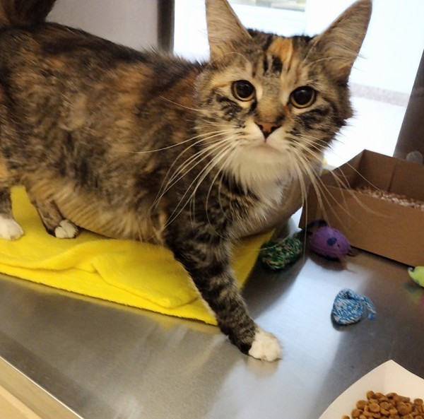 Mavis, an adoptable Domestic Medium Hair in Pocatello, ID, 83205 | Photo Image 3