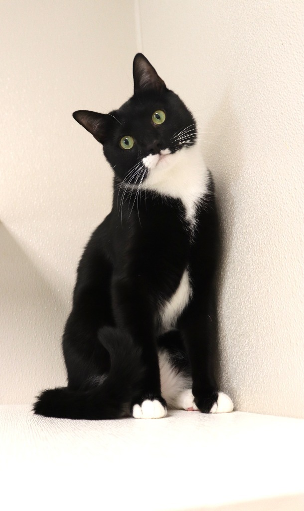 Moonpie