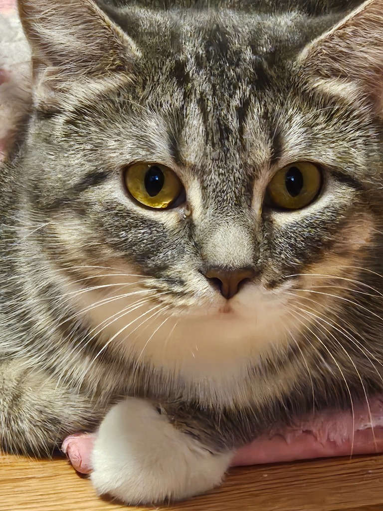 Sienna