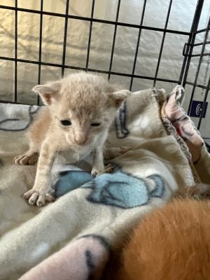 Fuzzy, Baby Male Domestic Short Hair