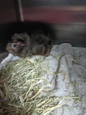 Draco, Adult Male Guinea Pig