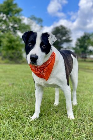 Domino, Young Male Labrador Retriever