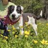 Domino photo 4