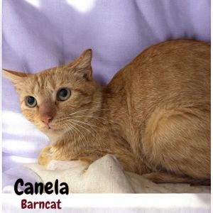 Canela, Young Female Domestic Short Hair