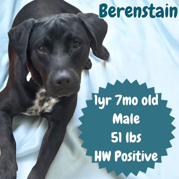 Berenstain thumbnail 1