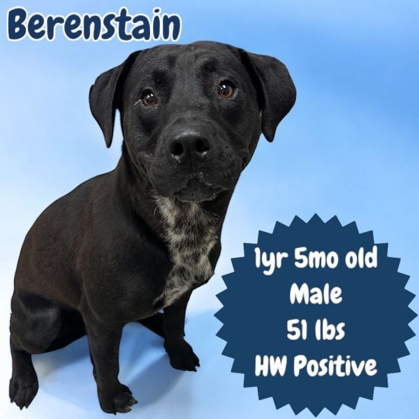 Berenstain thumbnail 3