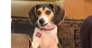 Abby, Adult Female Beagle