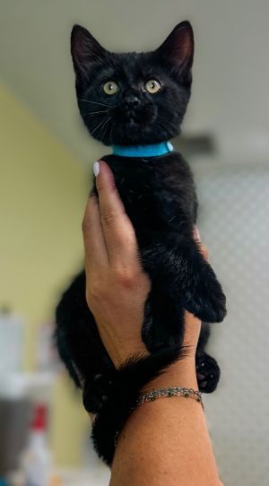 Mr. Pibb, Baby Male Domestic Short Hair
