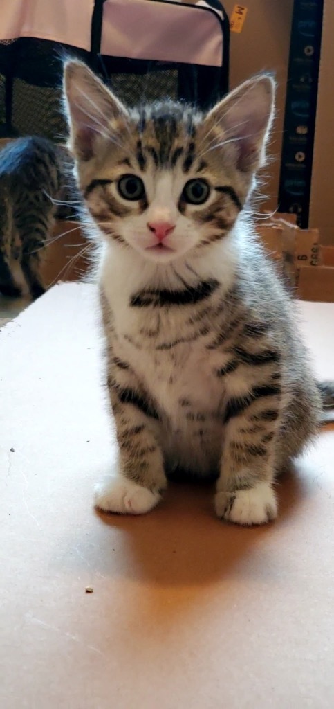 Rocket