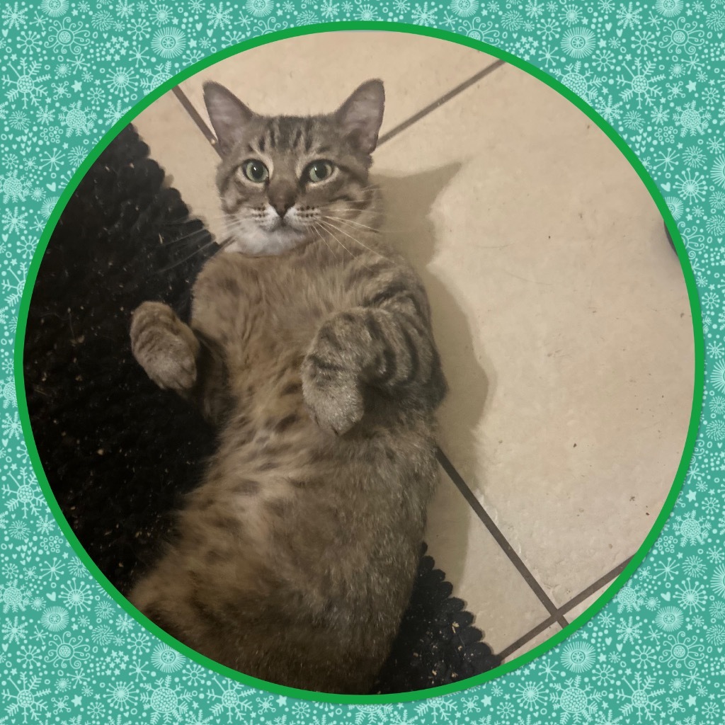 Mr. Chairman Meow