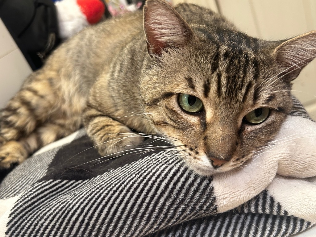 Mr. Chairman Meow