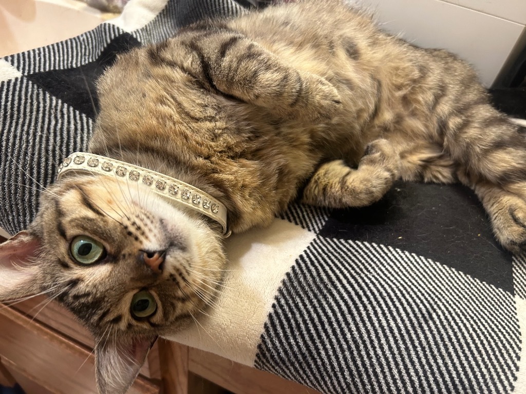 Mr. Chairman Meow