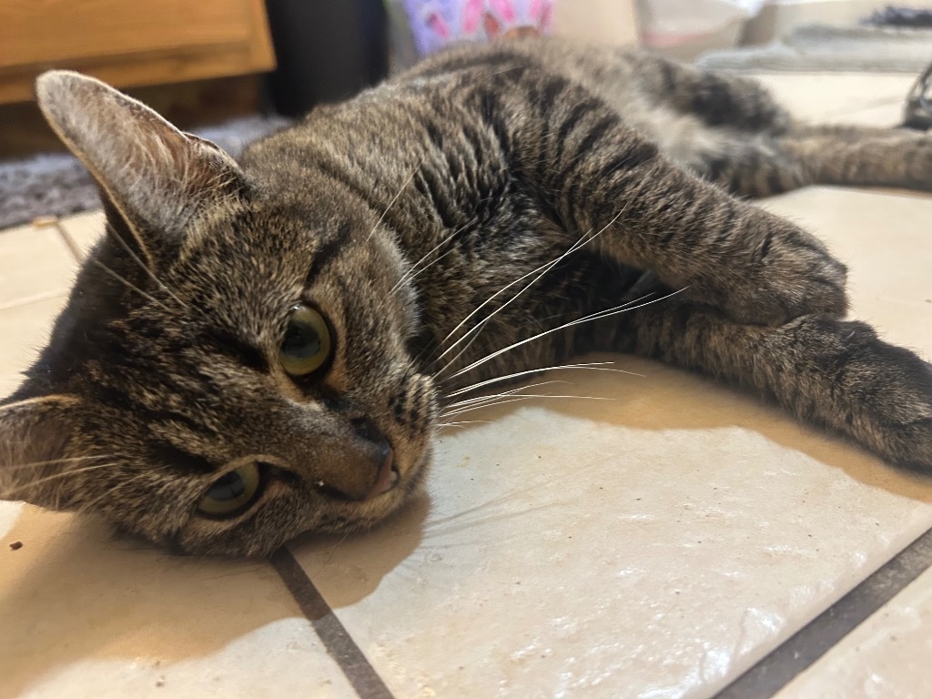 Catnip Everclean