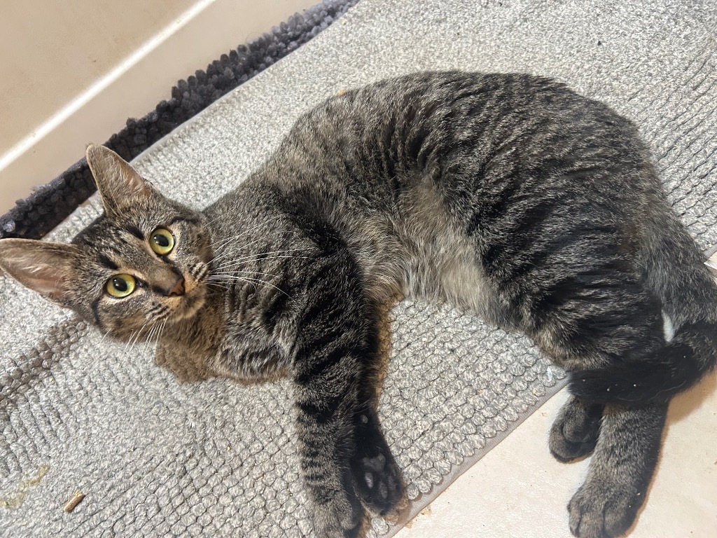 Catnip Everclean