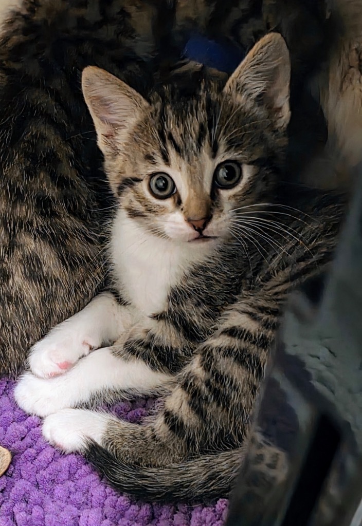 Loki