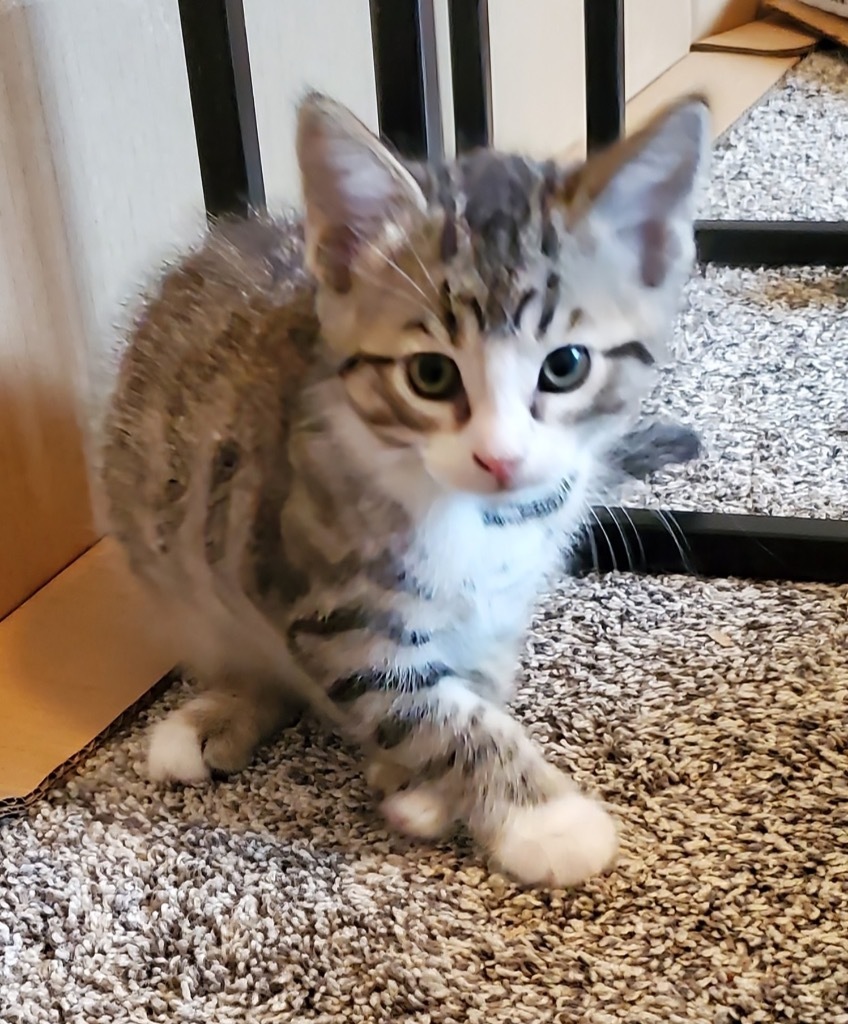 Loki