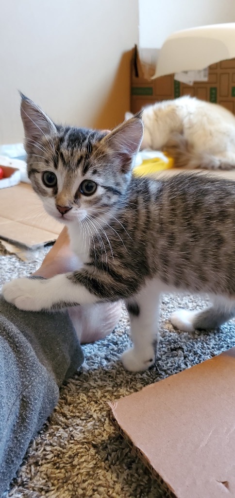 Loki