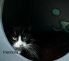 Pandora
