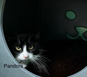Pandora