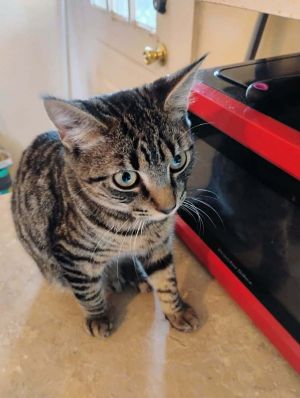 Tav, Young Male Domestic Short Hair