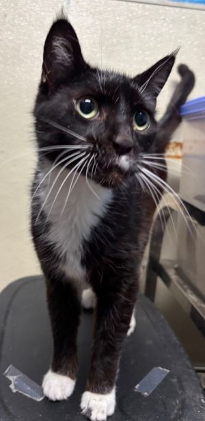 Poe, Adult Male Domestic Short Hair