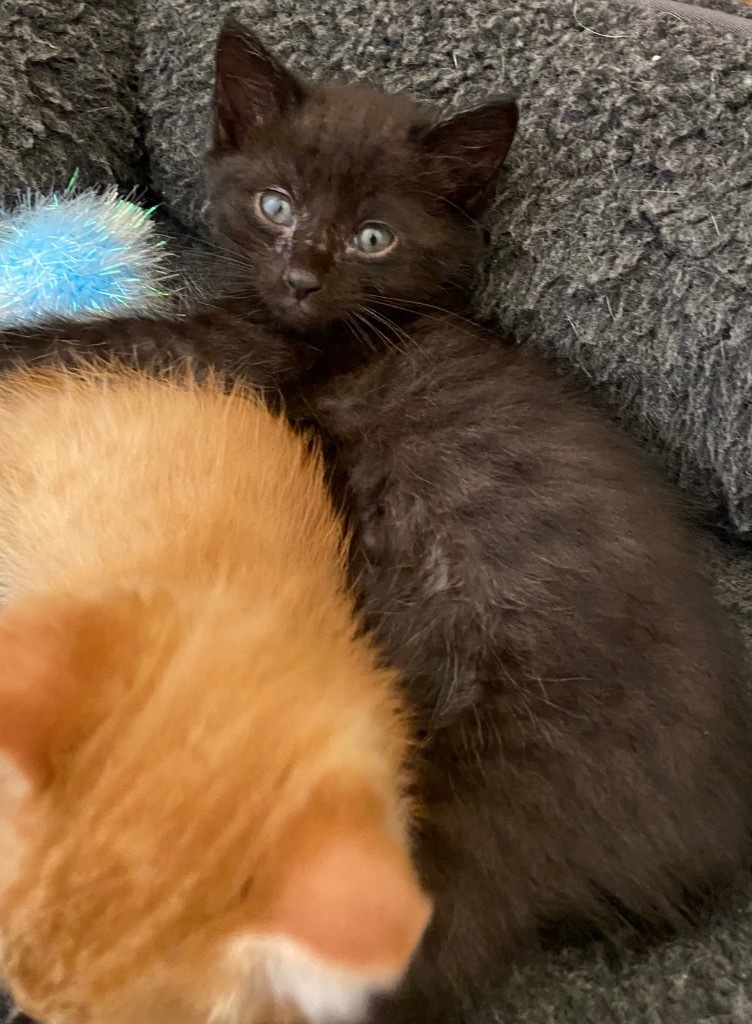 Berlioz