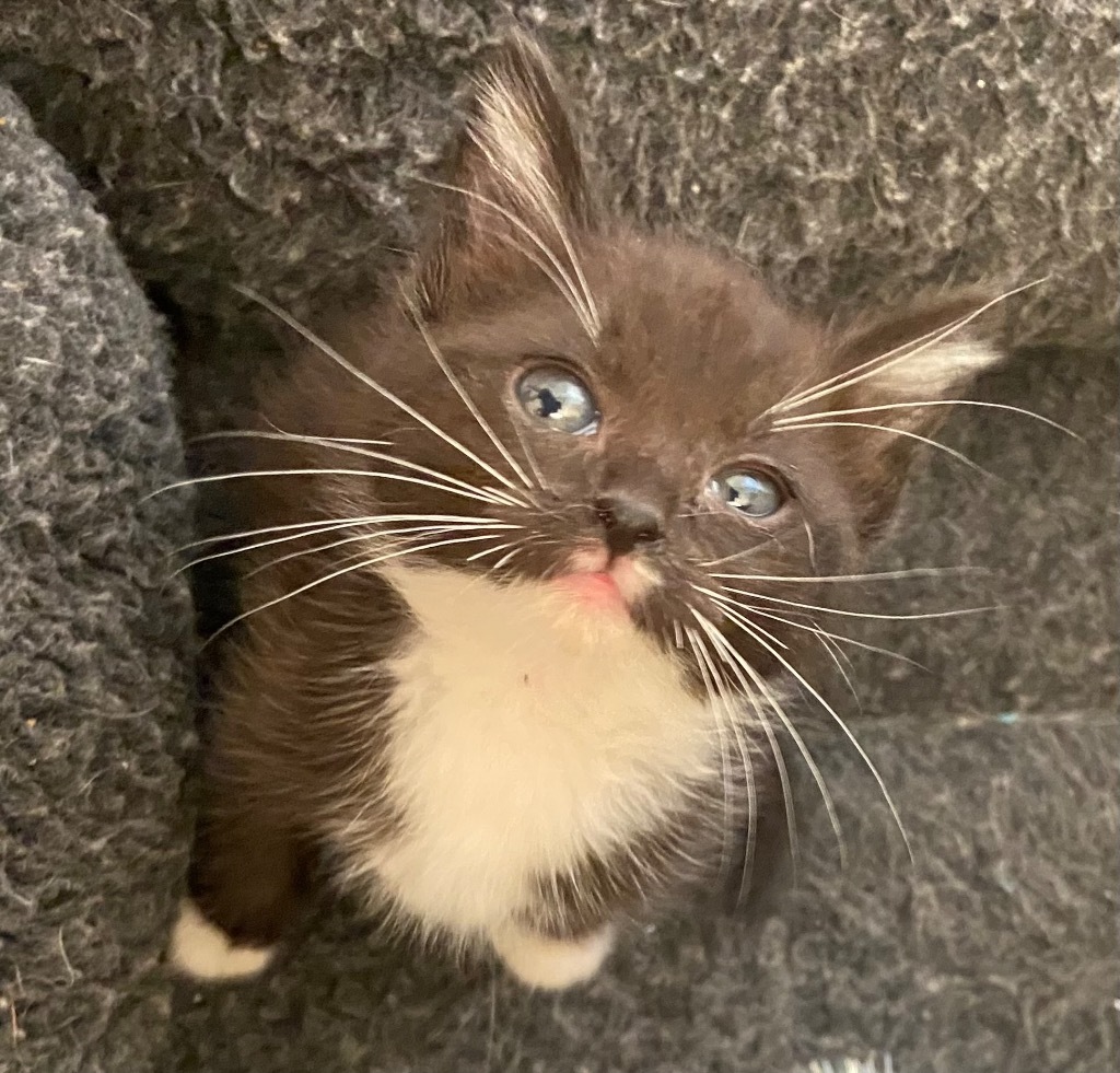Figaro