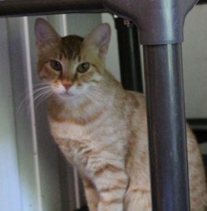 Hathor Rare Egypt Mau, Baby Female unknown