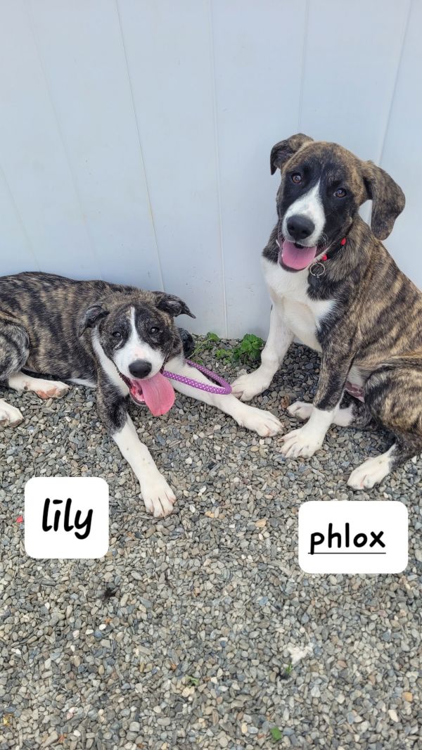 Lily Lonestar thumbnail 3