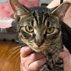 Gizzie, Young Male Domestic Short Hair